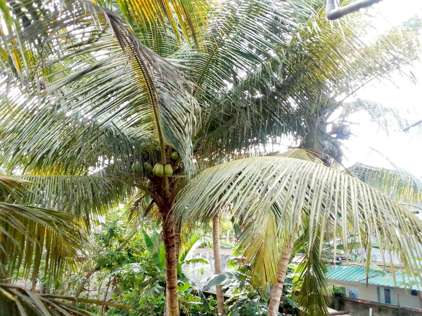 Nisadi Villa Bentota Exterior photo